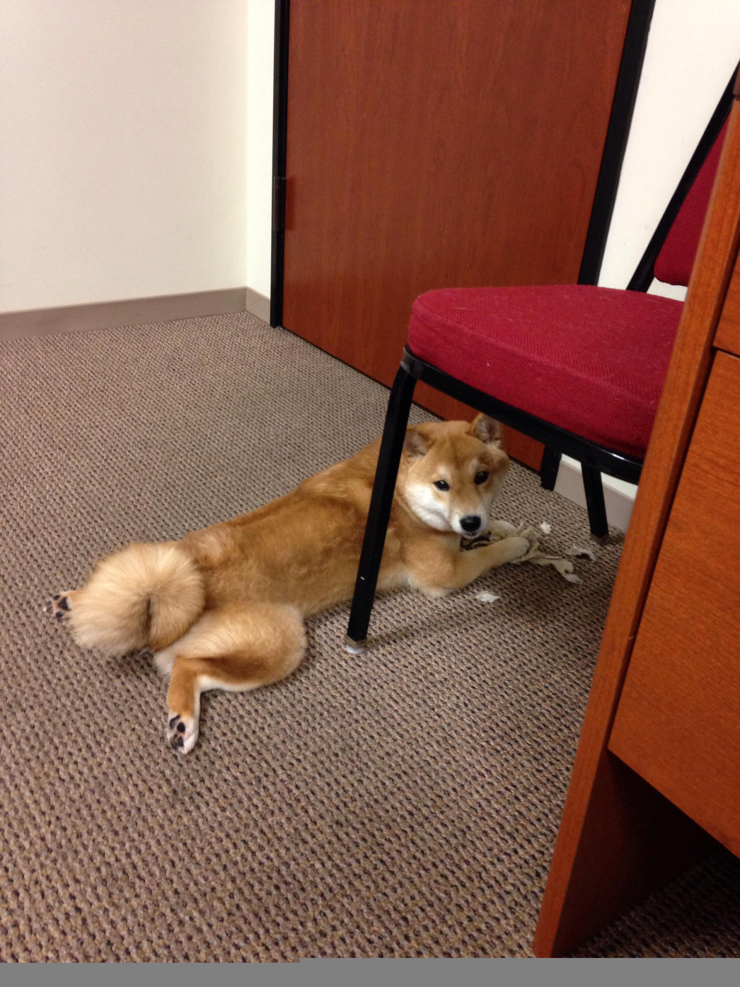 球队战术板中是否更倾向构建中心向外疏导进攻方式,篮球战术板应用