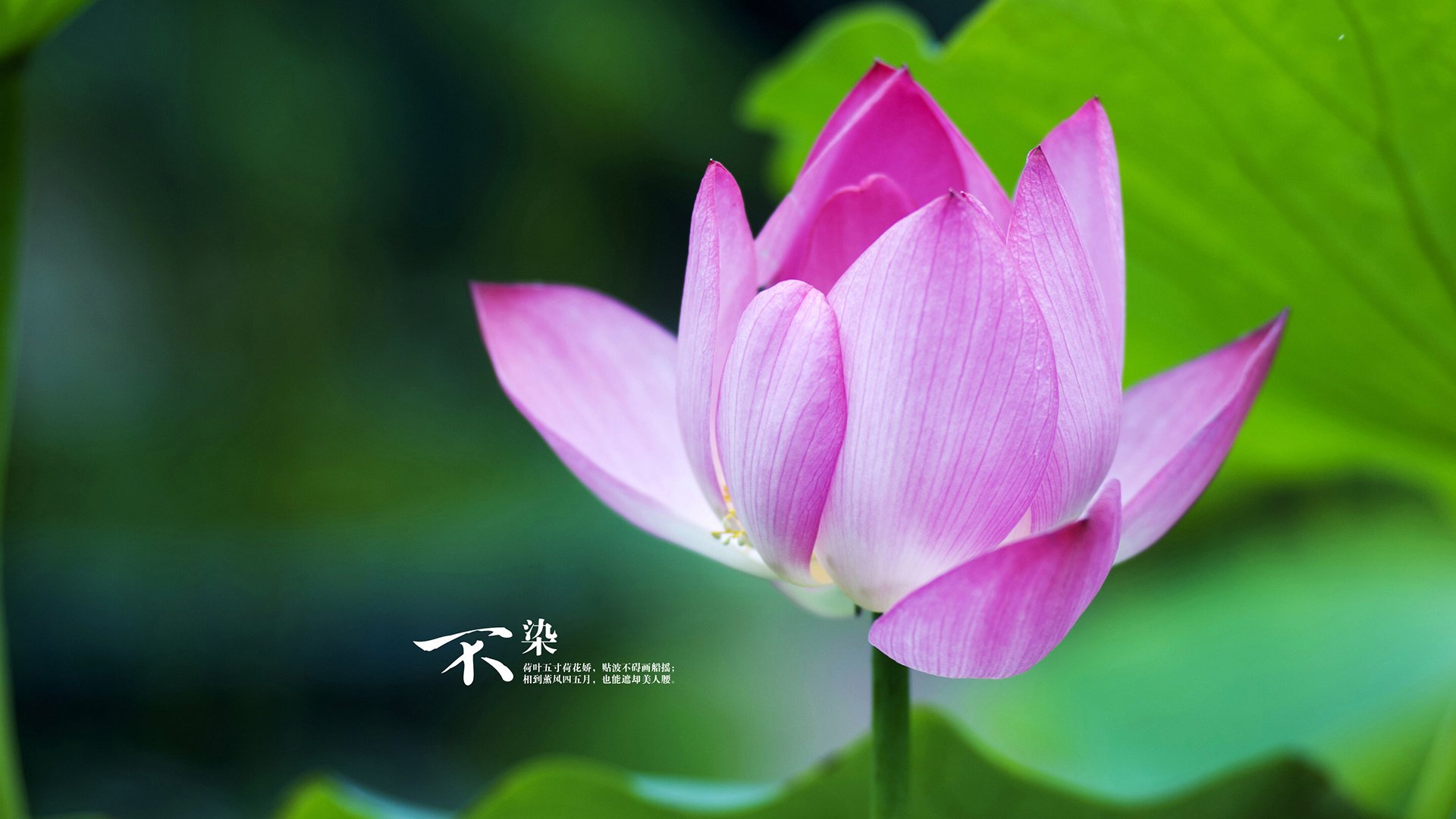 职业拳击联赛新增积分机制优化对战安排,职业拳击赛级别