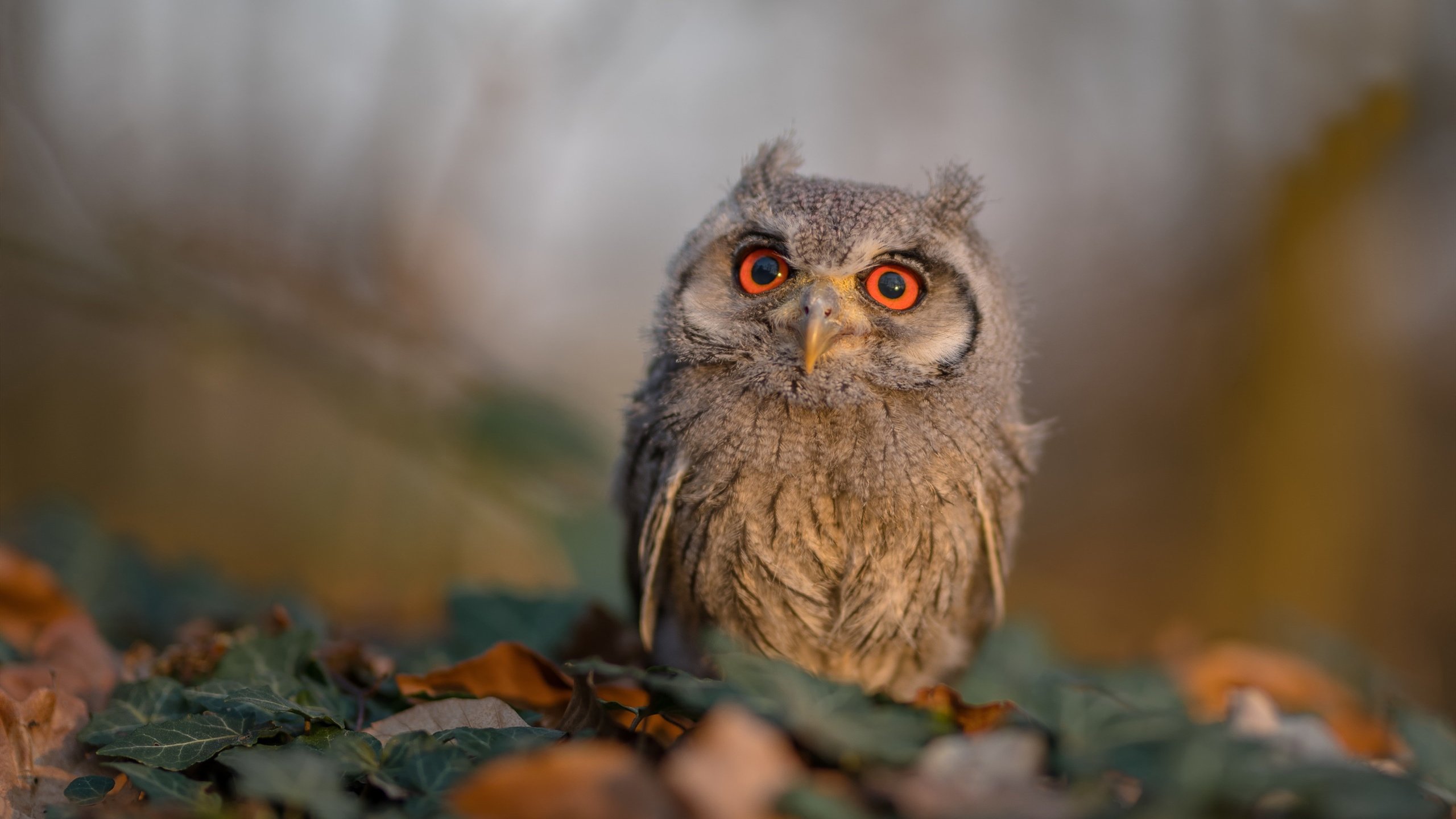 开云下载-英超战火纷飞：每一次攻门都扣人心弦，英超战术分析