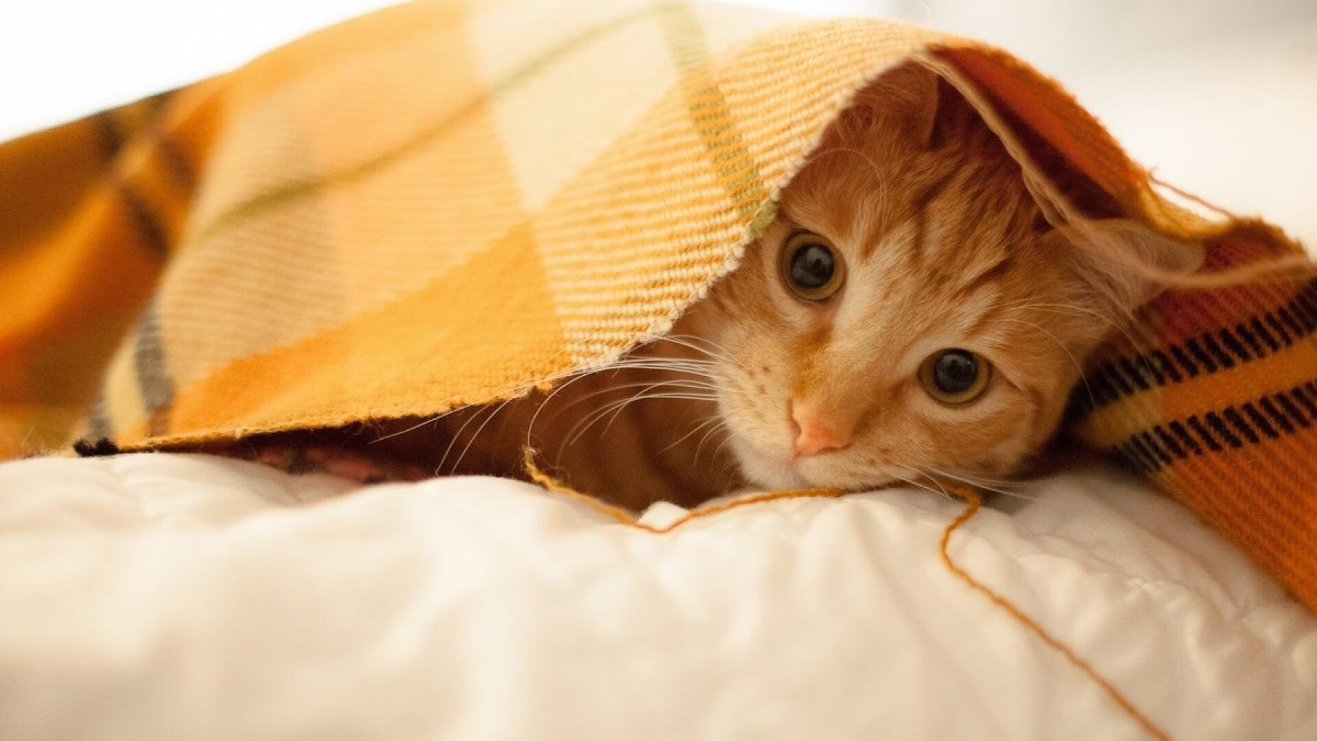 赞比亚男篮在非洲预赛中砥砺前行,期待奥运辉煌,赞比亚阵容